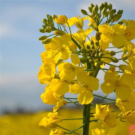 Rapeseed Plant