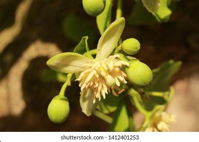 Aegle Marmelos Flower Most Common Names Stock Photo 1412401253 | Shutterstock