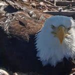 Angry eagle Meme Generator - Imgflip