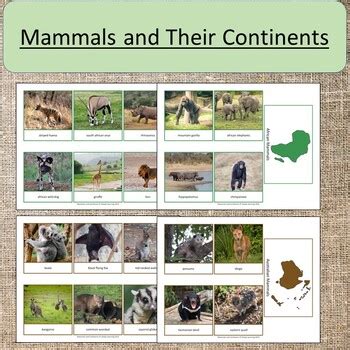 Mammals and Their Continents Science Geography Study by Simply Learning Shop