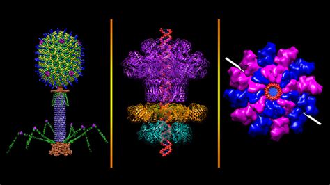 cryo-electron microscopy – NIH Director's Blog