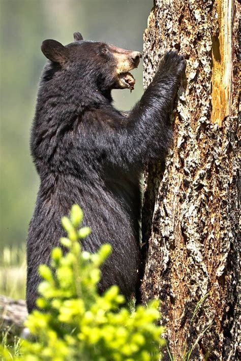 Black Bear Wildlife Photography Fine Art Nature