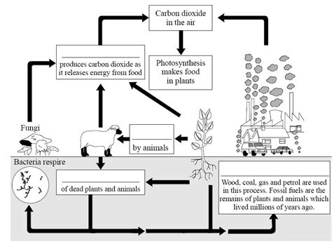 Carbon Cycle question sheets | Teaching Resources