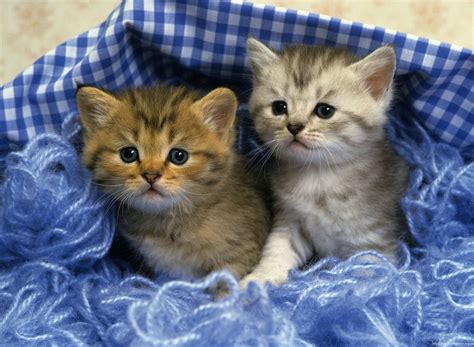 🔥 Free Download Cute Kittens Desktop Hd Walpapers Wallpaper Kitten by @lindar67 | WallpaperSafari