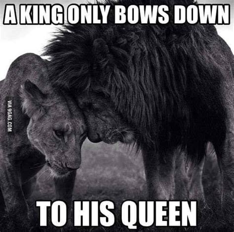 Now where's my queen? - Meme | Lion quotes, Queen, Queen quotes