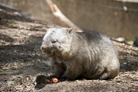 Wombat showing teeth stock image. Image of hairy, outdoors - 65532015