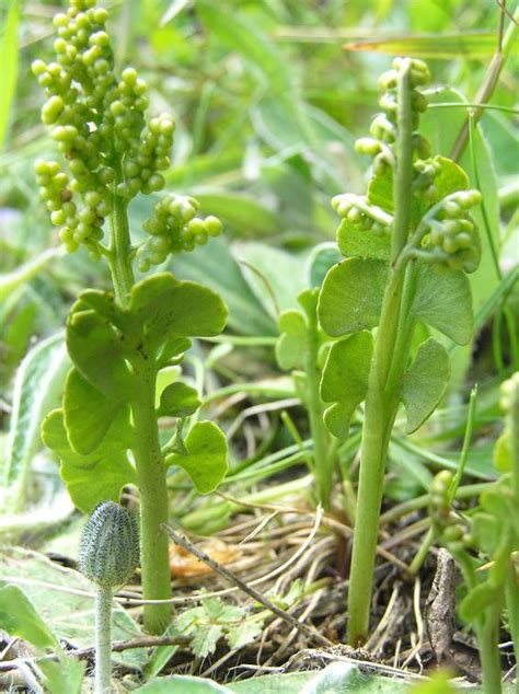 The Fern Law of Faery: MOONWORT