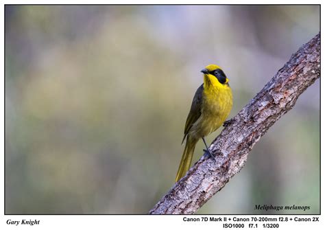 Australian Honeyeaters - Oz Outdoor Photography AustraliaOz Outdoor ...