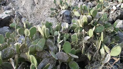 Cacti on Galapagos * Ecuador Tours