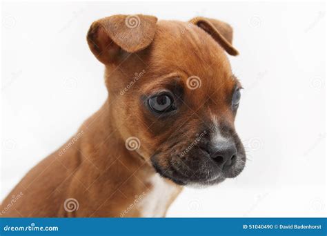 Close Up of a Brown Boxer Puppy Stock Photo - Image of frown, hair ...