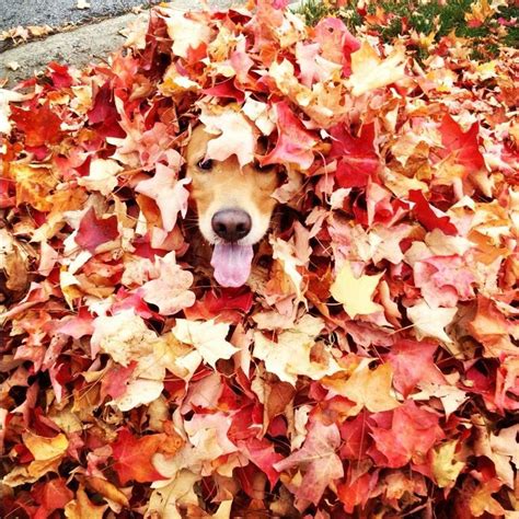 17 dogs who can't get enough of autumn - Cottage Life