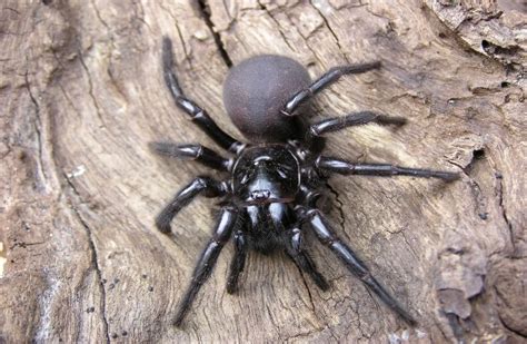 Australian Spiders: What Travelers Need to Know to Stay Safe