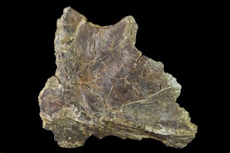 4.2" Permian Amphibian (Eryops) Fossil Skull Section - Texas (#153732) For Sale - FossilEra.com