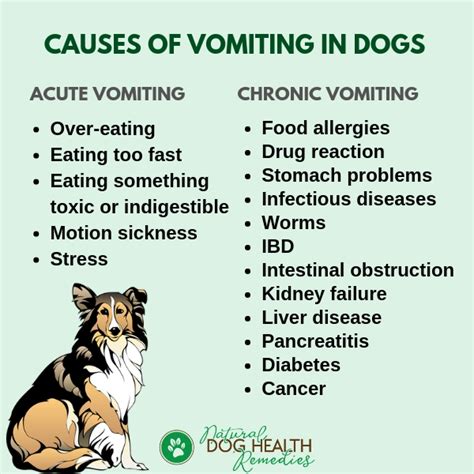 What Causes A Puppy To Vomit