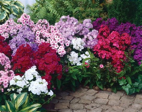 Phlox paniculata Mixed | Parkers Wholesale