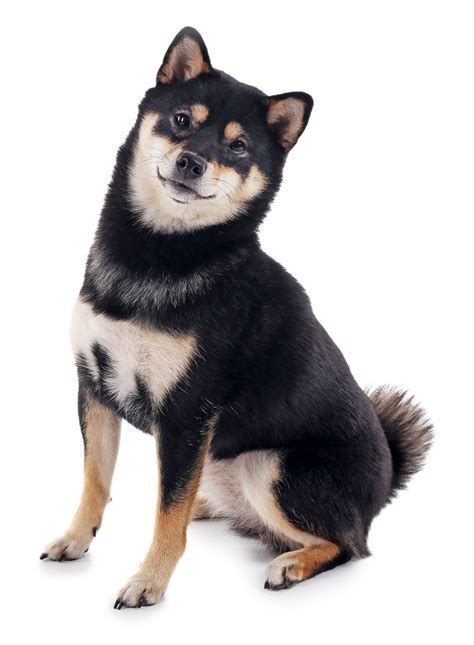 Shiba Inu Puppies Black And Tan