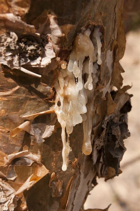 Frankincense tree stock photo. Image of plant, east, middle - 13948818