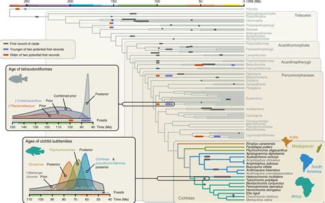 The genomic timeline of cichlid and teleost diversification The 14... | Download Scientific Diagram