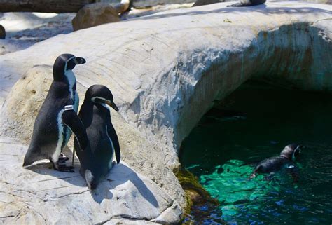 Penguins at a zoo | Smithsonian Photo Contest | Smithsonian Magazine