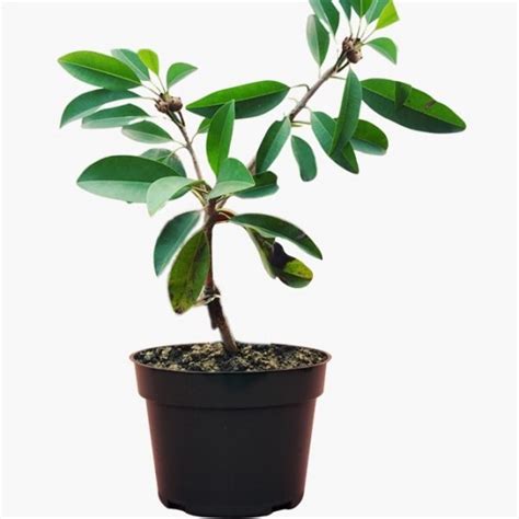 Buy Chiku Fruit Plant (Sapota) in India from Econut Plants