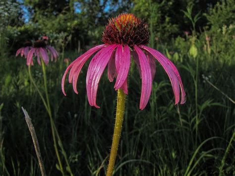 Inflorescence Types Part II | Orbis Environmental ConsultingOrbis Environmental Consulting