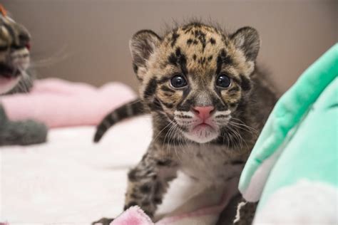 Zoo Babies! New Baby Animals Born in the Zoo - Monthly Updates | Tanganyika Wildlife Park