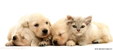 Cute Kittens And Puppies Sleeping Together | Amazing Wallpapers