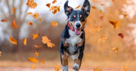 25 Fall Inspired Names for Dogs