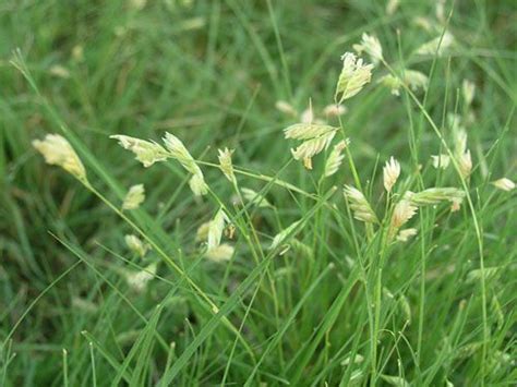 Buffalograss seeds, Buchloe dactyloides, 'Primed Bison' variety