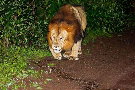 The Many Animals You Can See in Ethiopia