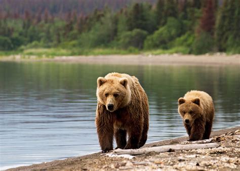 The Bears of Brooks Falls, Alaska | Audley Travel