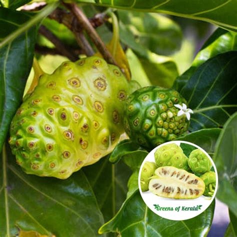 Noni Fruit Plant | ubicaciondepersonas.cdmx.gob.mx