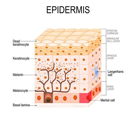 How to Care for Melanin Rich Skin - Blissoma Botanical Beauty