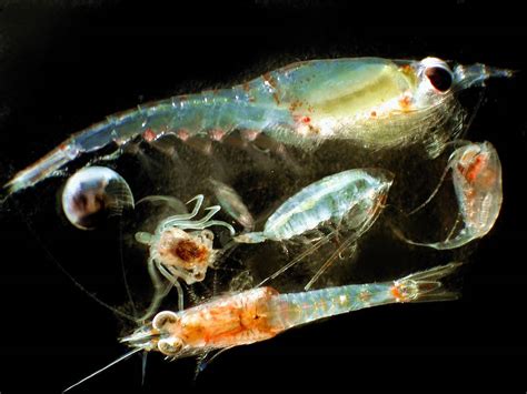 Plankton: Small Organisms with a Big Role in the Ocean - Ocean Conservancy