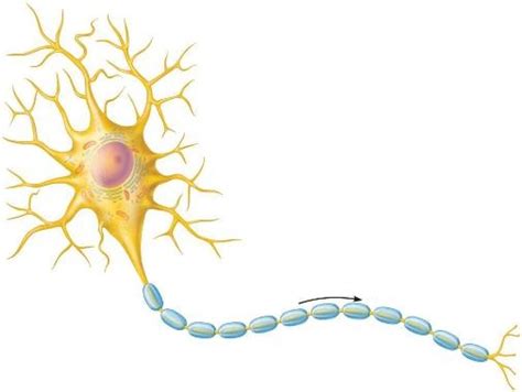 Association Neuron Diagram