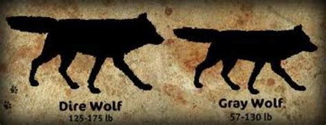 Timber Wolf Size Comparison To Human