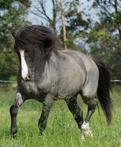 Waler horse | petmapz by Dr. Katz, Your veterinarian endorsed pet ...