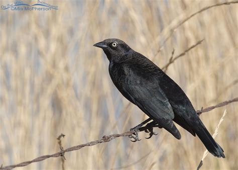 Autumn Brewer’s Blackbird male – On The Wing Photography