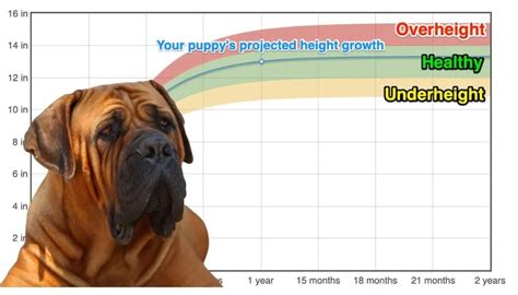 Boerboel Height+Growth Chart - How Tall Will My Boerboel Grow? | The Goody Pet