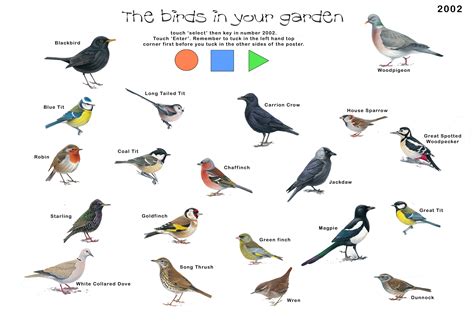 British Garden Birds Images