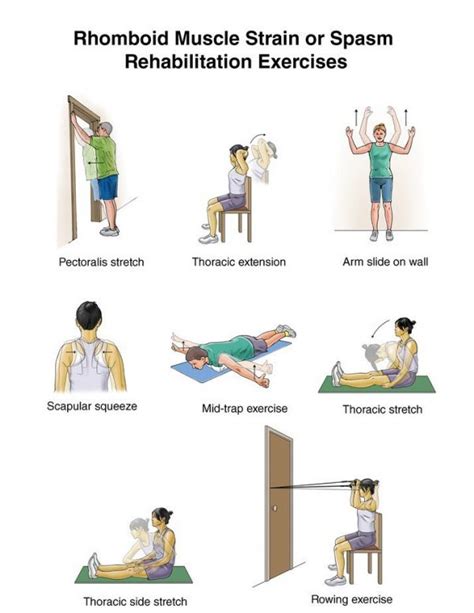 Rhomboid Stretch - Equilibrium Natural Health - Naturopathy, Nutrition and Iridology