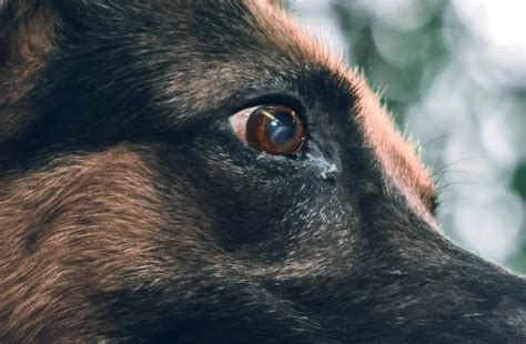 3 German Shepherd Eye Problems - Symptoms and Treatment