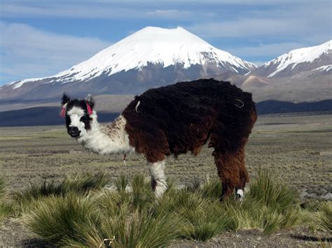 A Guide To Sajama National Park | Bolivian Life