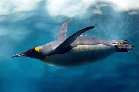 1,600+ Penguin Swimming Underwater Stock Photos, Pictures & Royalty ...