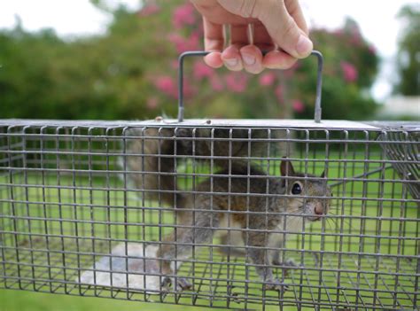 Squirrel Removal – Fur & Feathers Wildlife Control