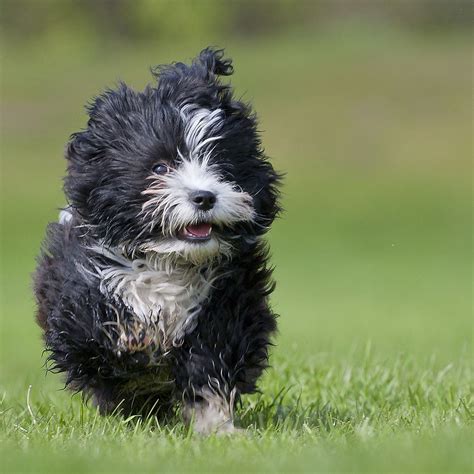 30 Cutest Pictures of Havanese Puppies - Best Photography, Art, Landscapes and Animal Photography