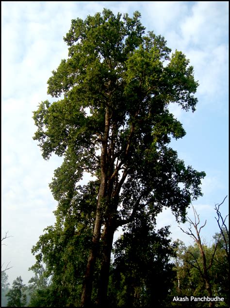 Sal Tree in Kanha National Park - a photo on Flickriver