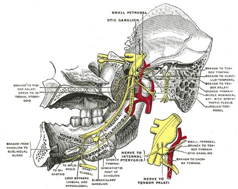 Ramin Mehregan D.M.D.: TMD and the EAR and EYE Connection