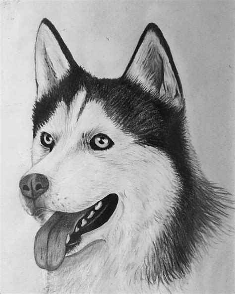 Husky dog drawing with black pencil : r/IDAP