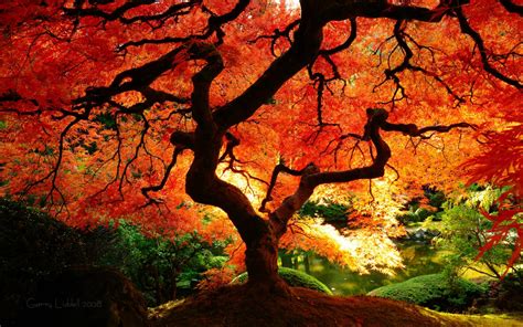 Brilliant Botany - A Japanese maple.